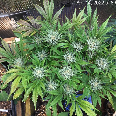 Bruce Banner growlog timeline photo