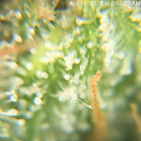 Bruce Banner growlog timeline photo