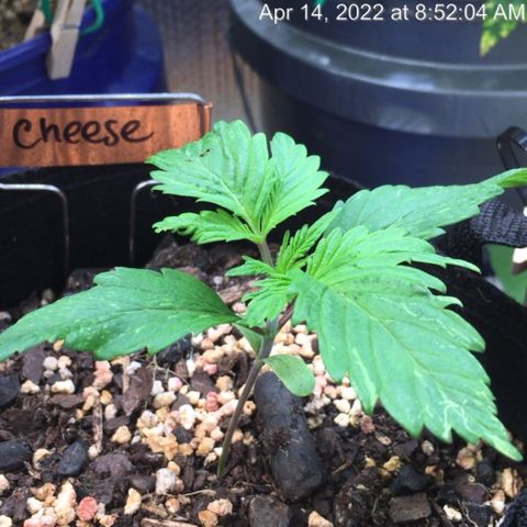 🧀 Cheese 🧀  growlog timeline photo