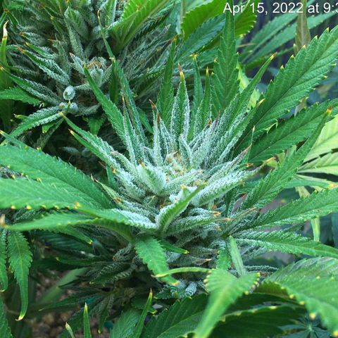 Bruce Banner growlog timeline photo