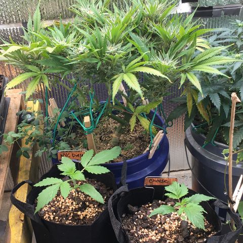 Bruce Banner growlog timeline photo