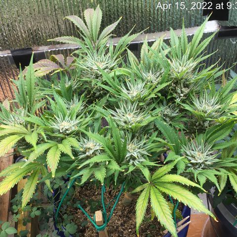 Bruce Banner growlog timeline photo