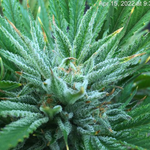 Bruce Banner growlog timeline photo