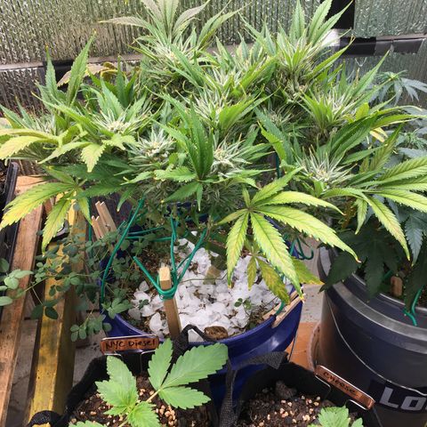 Bruce Banner growlog timeline photo