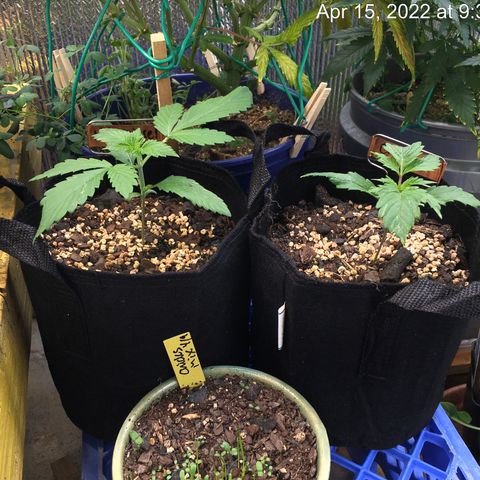 🧀 Cheese 🧀  growlog timeline photo