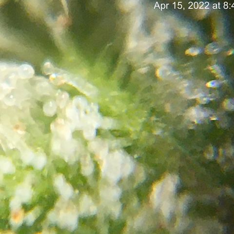 Bruce Banner growlog timeline photo