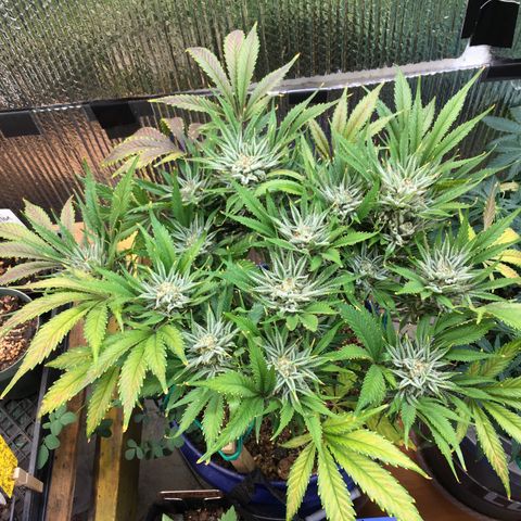 Bruce Banner growlog timeline photo