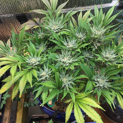 Bruce Banner growlog timeline photo