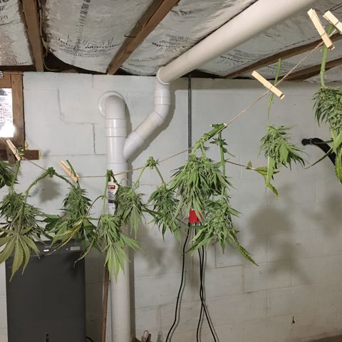 Bruce Banner growlog timeline photo
