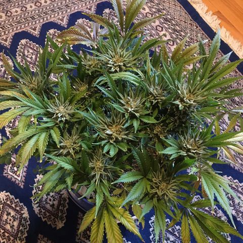 Bruce Banner growlog timeline photo