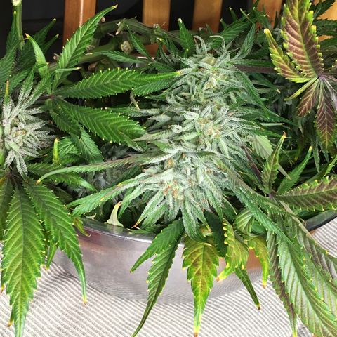 Bruce Banner growlog timeline photo