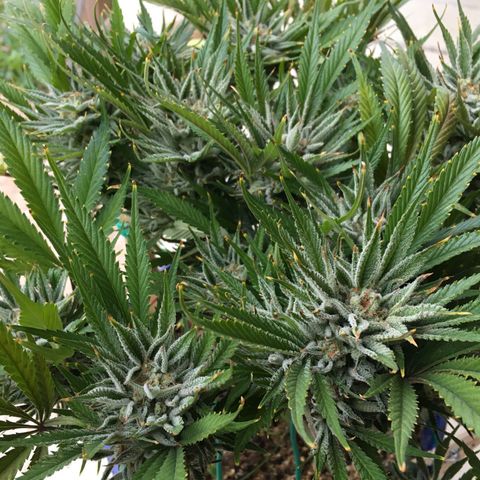 Bruce Banner growlog timeline photo