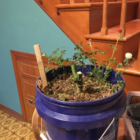 Bruce Banner growlog timeline photo