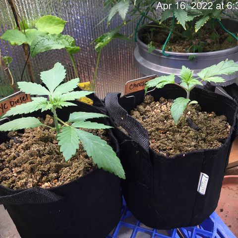 🧀 Cheese 🧀  growlog timeline photo