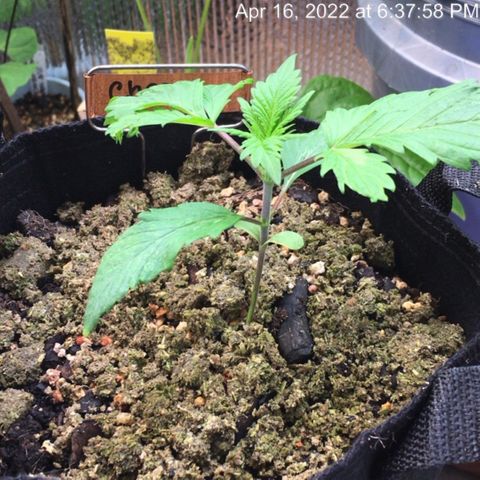 🧀 Cheese 🧀  growlog timeline photo