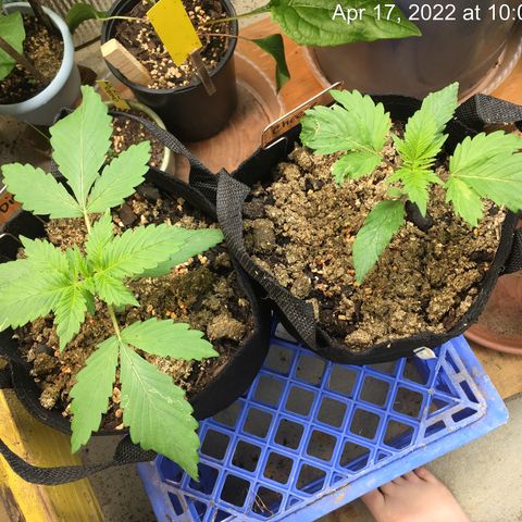 🧀 Cheese 🧀  growlog timeline photo