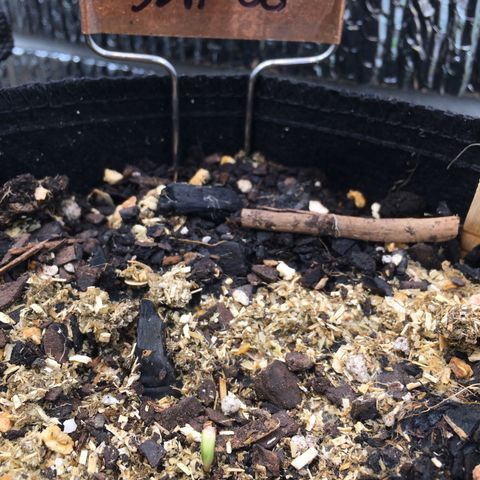 🌚 SSH OG +++ 🌝  ♌️ growlog timeline photo