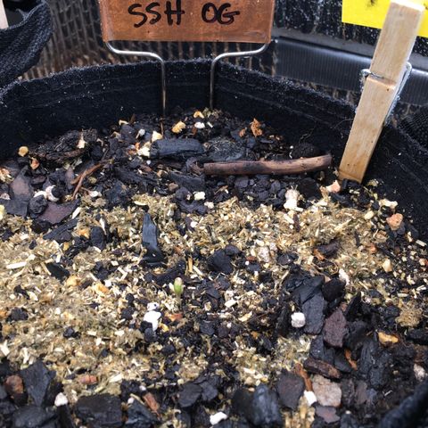🌚 SSH OG +++ 🌝  ♌️ growlog timeline photo
