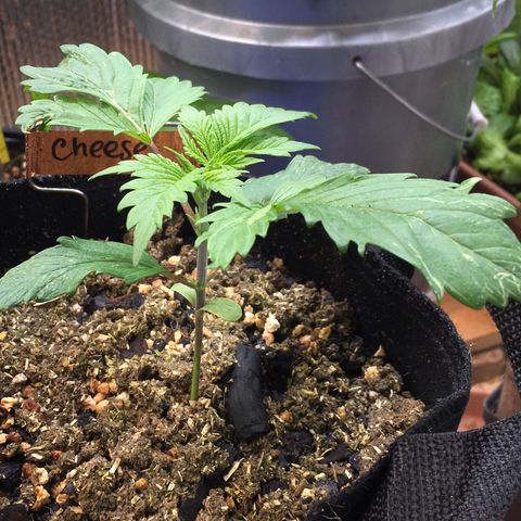 🧀 Cheese 🧀  growlog timeline photo