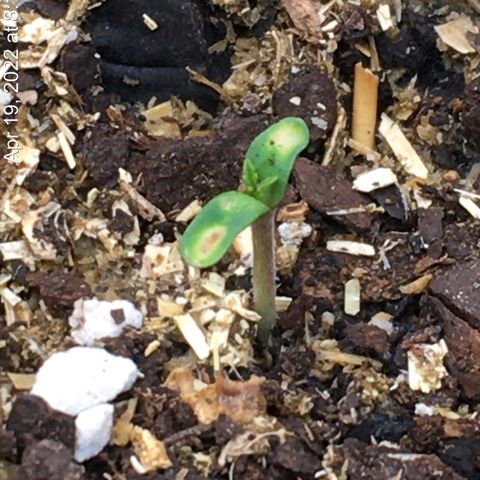 🌚 SSH OG +++ 🌝  ♌️ growlog timeline photo