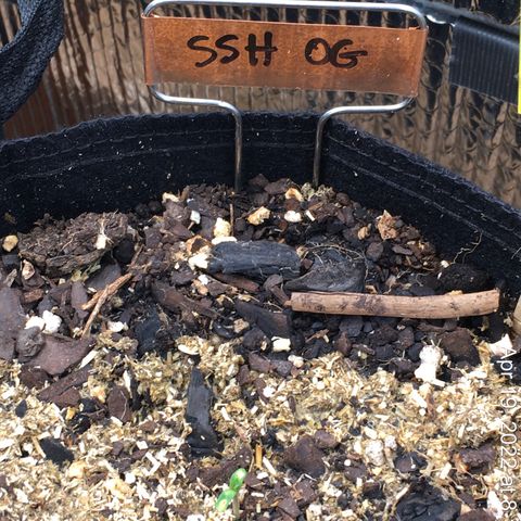 🌚 SSH OG +++ 🌝  ♌️ growlog timeline photo