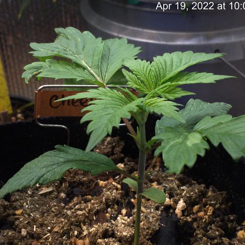 🧀 Cheese 🧀  growlog timeline photo