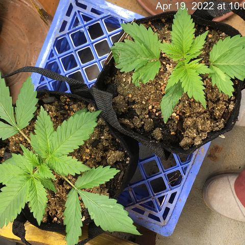 🧀 Cheese 🧀  growlog timeline photo