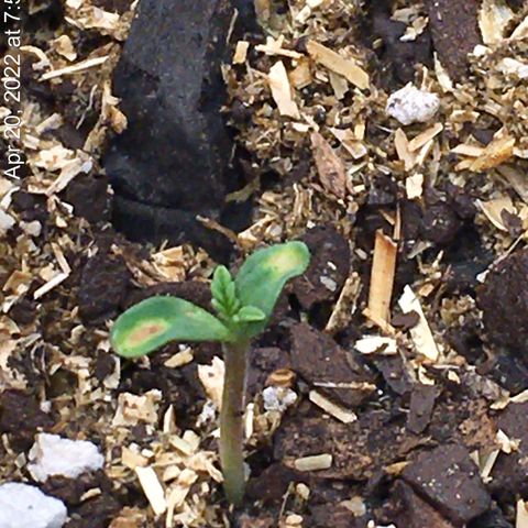 🌚 SSH OG +++ 🌝  ♌️ growlog timeline photo