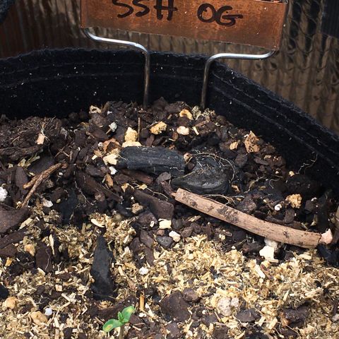 🌚 SSH OG +++ 🌝  ♌️ growlog timeline photo