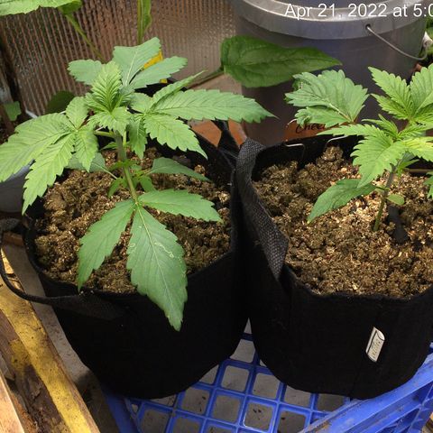 🧀 Cheese 🧀  growlog timeline photo