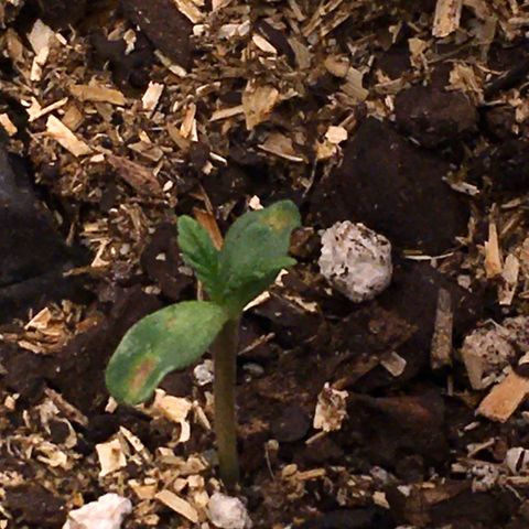 🌚 SSH OG +++ 🌝  ♌️ growlog timeline photo