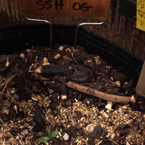 🌚 SSH OG +++ 🌝  ♌️ growlog timeline photo