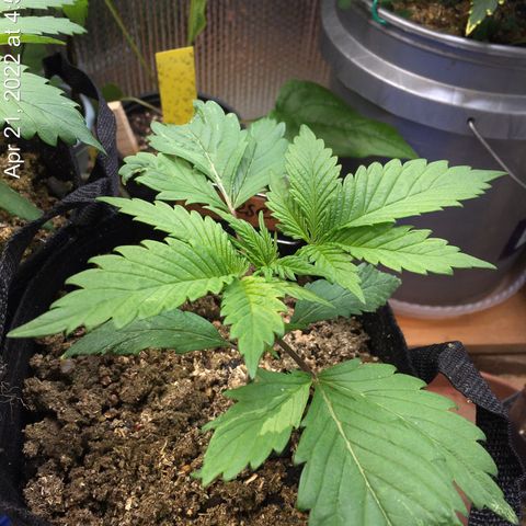 🧀 Cheese 🧀  growlog timeline photo