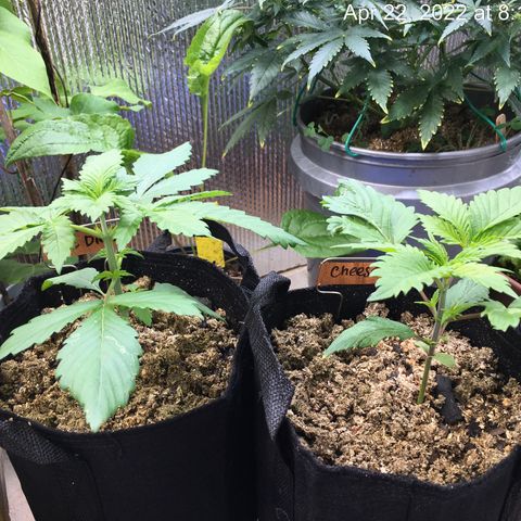 🧀 Cheese 🧀  growlog timeline photo