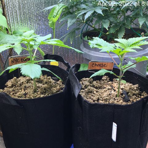 🧀 Cheese 🧀  growlog timeline photo