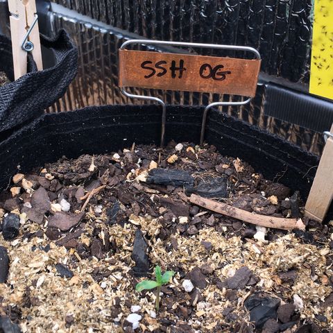 🌚 SSH OG +++ 🌝  ♌️ growlog timeline photo