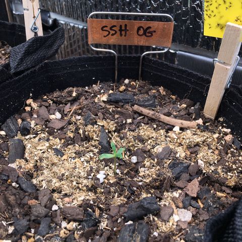 🌚 SSH OG +++ 🌝  ♌️ growlog timeline photo