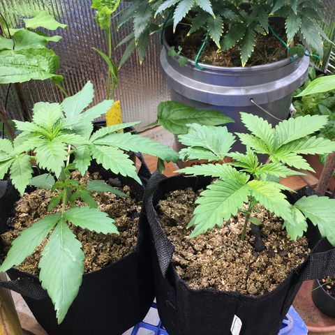 🧀 Cheese 🧀  growlog timeline photo