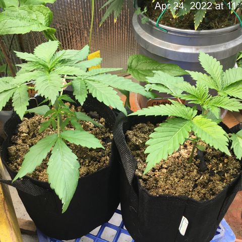 🧀 Cheese 🧀  growlog timeline photo