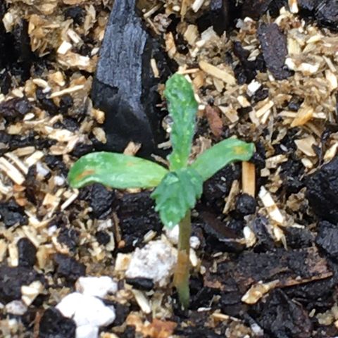 🌚 SSH OG +++ 🌝  ♌️ growlog timeline photo
