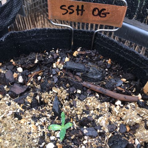🌚 SSH OG +++ 🌝  ♌️ growlog timeline photo
