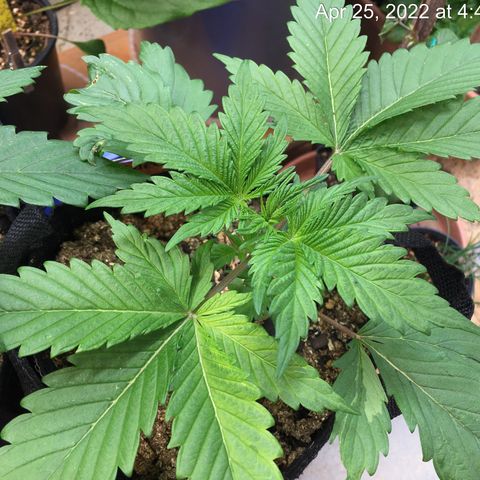 🧀 Cheese 🧀  growlog timeline photo