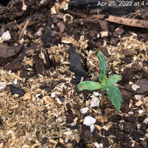 🌚 SSH OG +++ 🌝  ♌️ growlog timeline photo