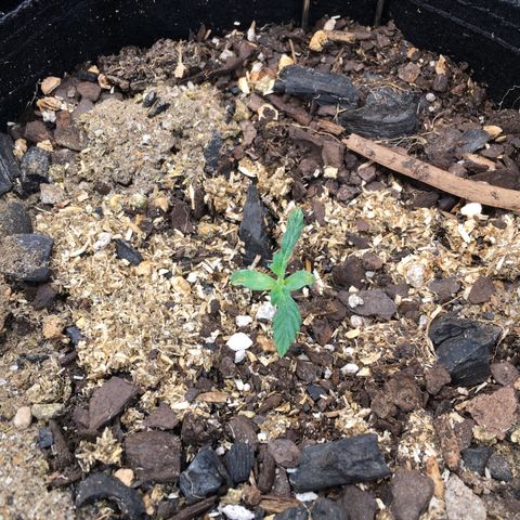 🌚 SSH OG +++ 🌝  ♌️ growlog timeline photo