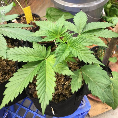 🧀 Cheese 🧀  growlog timeline photo