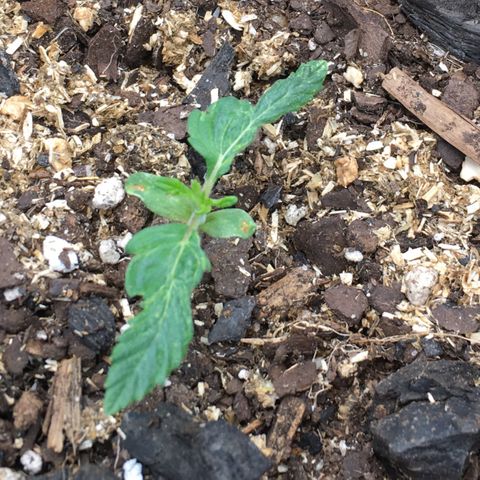 🌚 SSH OG +++ 🌝  ♌️ growlog timeline photo