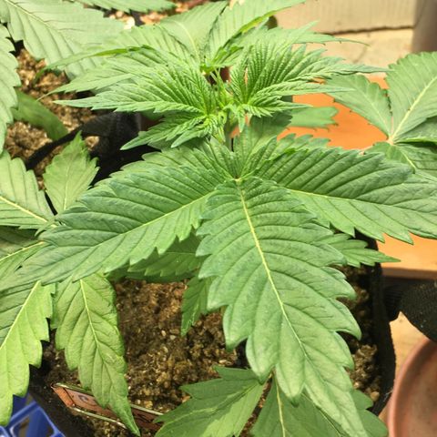🧀 Cheese 🧀  growlog timeline photo