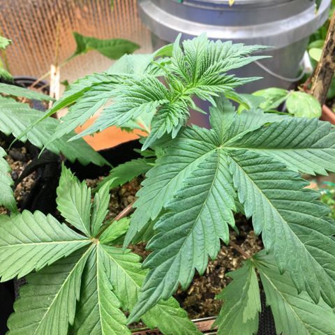 🧀 Cheese 🧀  growlog timeline photo