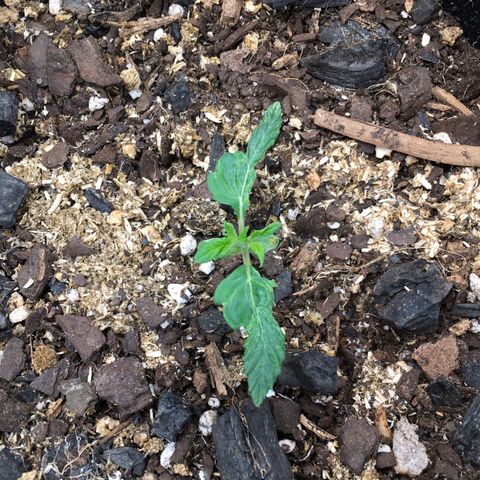 🌚 SSH OG +++ 🌝  ♌️ growlog timeline photo