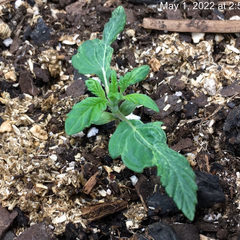 🌚 SSH OG +++ 🌝  ♌️ growlog timeline photo